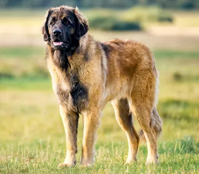 Leonberger