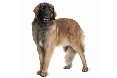 Leonberger Lifespan: How Long Do These Dogs Live? - A-Z Animals