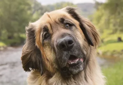 What is a Leonberger? – Leonberger Life