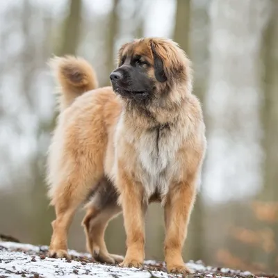 Leonberger dog weighing 11st draws crowds for sausage-eating skills - BBC  News