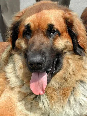 Infos Hunderasse Leonberger Geschichte Herkunft Beschreibung