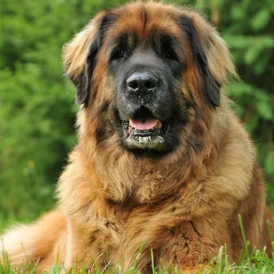 A VERY big boy (Leonberger) : r/aww