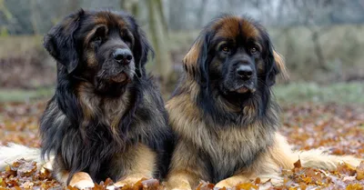 Leonberger | Hunderassen