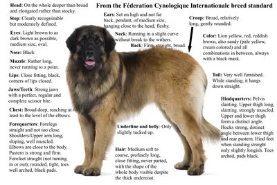 Leonberger - passt diesen Hund zu mir?- Passion Hund