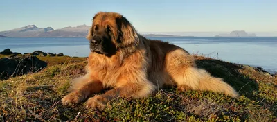 Leonberger – Rasseportrait | DAS FUTTERHAUS