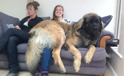 LEONBERG BREEDING MALE | Facebook