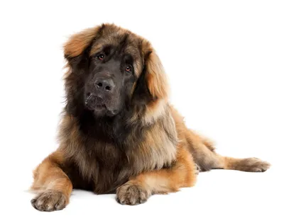 Die Leonberger Leonberger: Üben für den Festumzug - Landesschau  Baden-Württemberg - TV