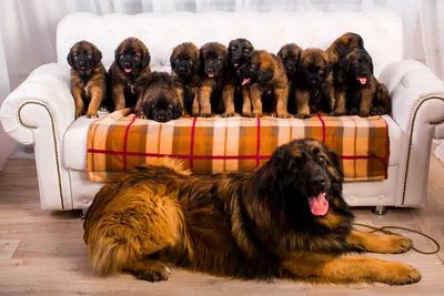 Leonberger dog weighing 11st draws crowds for sausage-eating skills - BBC  News