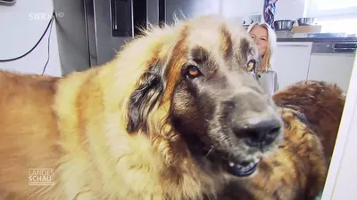 Meet the Giants: Leonberger | It's Dog or Nothing