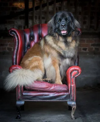 When Should You Neuter or Spay Your Leonberger – Leonberger Life