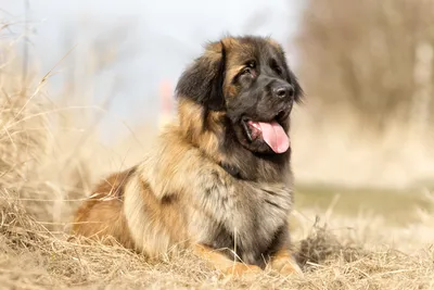 Clubschau der Leonberger Hunde mit Gästen aus aller Welt: Sanfte Riesen  unterm Engelberg - Landkreis Böblingen