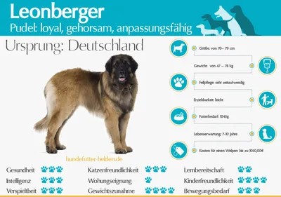 THE GIANT LEONBERGER - DANGEROUS LION DOG? - YouTube