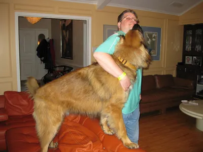 Breed Standard - Leonberger Club of America