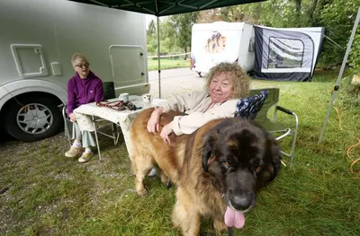 Leonberger Züchter und Welpen in Nordrhein-Westfalen - DogWeb - Hundeportal