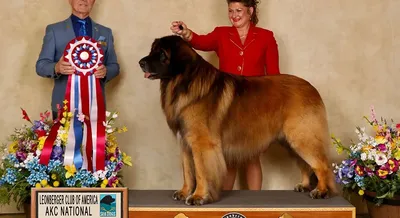 The Leonberger - TIPPINGPOINT LEONBERGERS