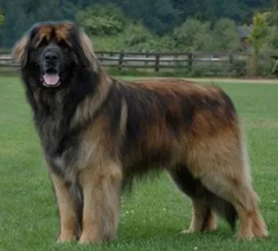 Leonberger Züchter und Welpen in Deutschland - DogWeb - Hundeportal