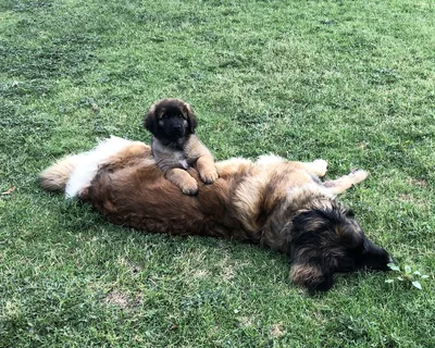 Leonberger dog (character, diet, care)