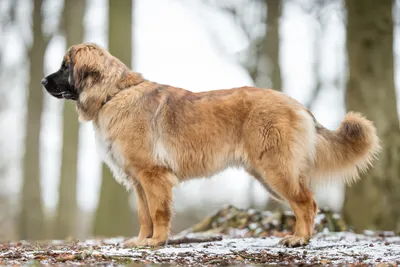 Leonberger im Rasseportrait | HUNTER Magazin