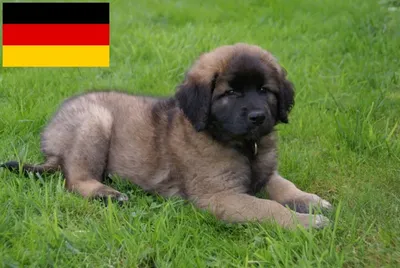 Leonberger Dog Breed - zooplus Magazine