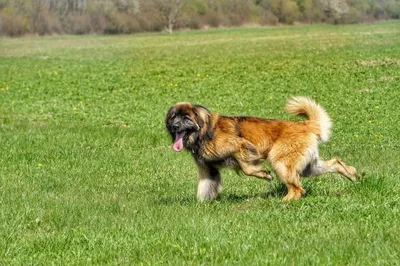 Leonberger Welpen: Oberbürgermeister trifft auf Namensvetter - Landkreis  Böblingen