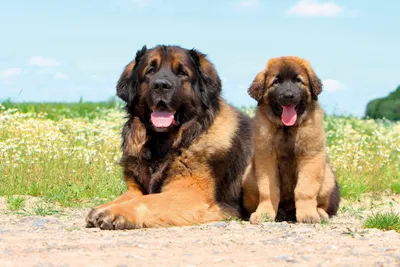 Leonberger – a loving giant | DinoAnimals.com