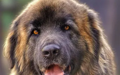 Leonberger Dog: Amazing Knowledge About Dog Breed: Leonberger Dog  Information : WANDA, Mr STABLER: Amazon.de: Bücher