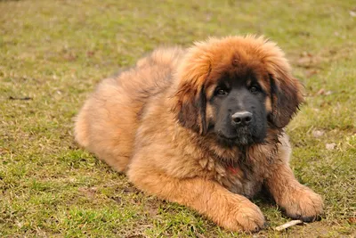 File:Leonberger Huendin.JPG - Wikipedia