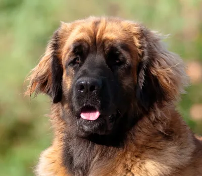 Leonberger - Die offizielle Website für VDH-Welpen