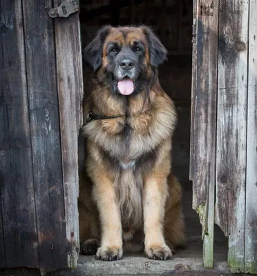 File:Leonberger Norway.JPG - Wikimedia Commons