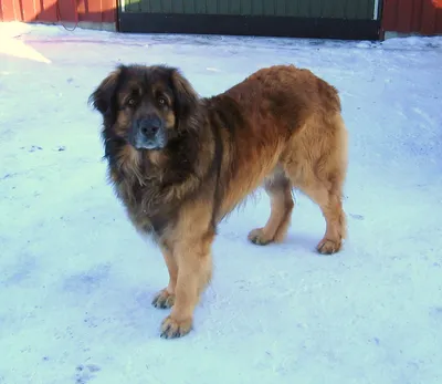 PsBattle: Leonberger dog and his owner : r/photoshopbattles