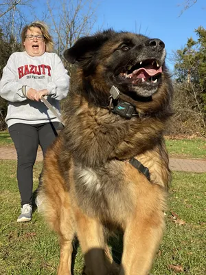 Leonberger von der Kaisereiche