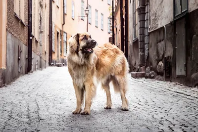 Leonberger stock image. Image of canine, teeth, purebred - 92870711