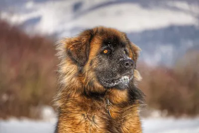 So ist der Leonberger - Good4Pets.de