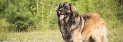 Leonberger hi-res stock photography and images - Alamy