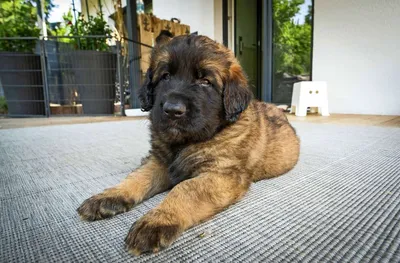 Nachwuchs bei Leonberger Hunden: Die Welpen haben viel Unsinn im Kopf -  Landkreis Böblingen