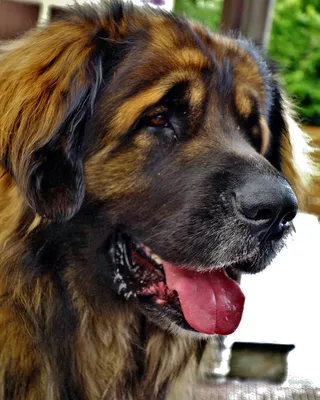 Leonberg, Hunde - Serie , Leonberger Rassehund, 76913/1298… | Flickr