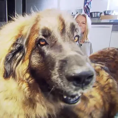 Die Leonberger Leonberger: Üben für den Festumzug - Landesschau  Baden-Württemberg - TV