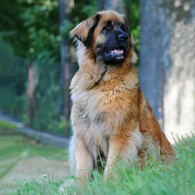 Leonberger