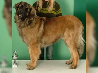 Leonberger - Wikidata