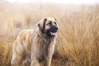 Leonberger | Bil-Jac