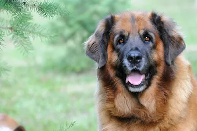 Head of a Leonberger\" Art Print – Lone Fox