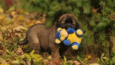 Leonberger Welpen - Preis | Erziehung | Aussehen | Video