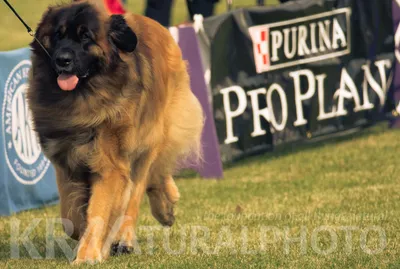 Fluffy Dog Trot | Leonberger | New York - krnaturalphoto's Blog