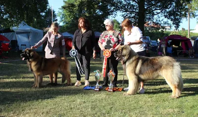 Home - Leonberger World Championship 2023