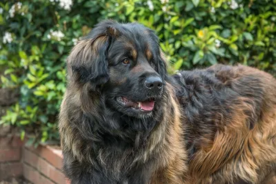 Leonberger: Charakter, Aussehen und Haltung - PETBOOK