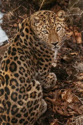 Дальневосточные леопарды: самые редкие кошки на планете