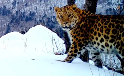 Дальневосточные леопарды: самые редкие кошки на планете