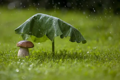 Летний дождь. Photographer LIUDMILA BABROUSKAYA