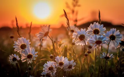 Photo without a face | Фото без лица | Aesthetics | Summer aesthetic,  Aesthetic photo, Nature aesthetic