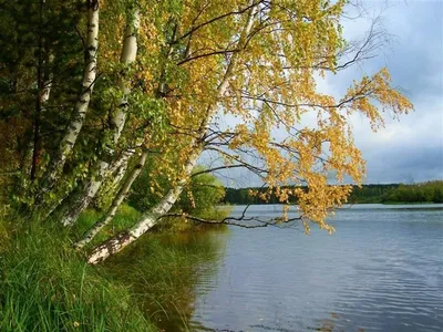 Жаль лето потихонечку уходит - Литературное объединение \"Родник\"